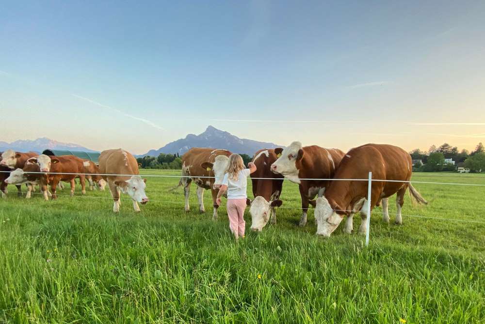 Rinder auf der Weide