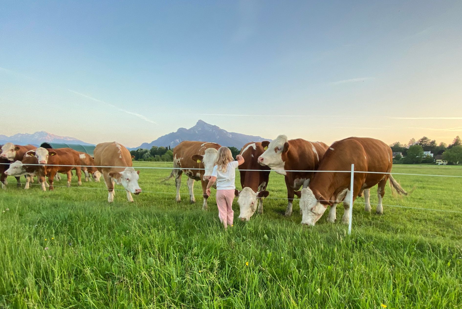 Rinder auf der Weide